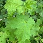 Ribes petraeum leaf picture by stephane vallee (cc-by-sa)