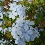 Plumbago auriculata flower picture by Kai Wollweber (cc-by-sa)