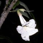 Tabebuia insignis flower picture by Daniel Barthelemy (cc-by-nc)