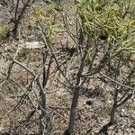 Euphorbia lamarckii habit picture by Caroline Merrem (cc-by-sa)