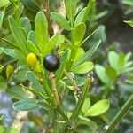 Chrysojasminum fruticans fruit picture by Francois Mansour (cc-by-sa)