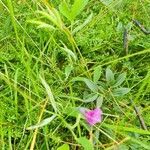 Lathyrus palustris flower picture by Anja De (cc-by-sa)