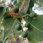 Triadica sebifera fruit picture by Bradley Soares (cc-by-sa)