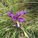 Iris reichenbachiana flower picture by Laurence Gourdel (cc-by-sa)