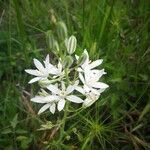 Ornithogalum narbonense flower picture by Nicolas Nicolas Barbier (cc-by-sa)