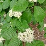 Cornus alternifolia flower picture by kelsey kelscat (cc-by-sa)