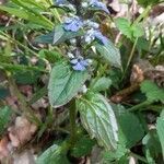 Ajuga reptans fruit picture by hubert marteau (cc-by-sa)