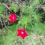 Ipomoea quamoclit flower picture by Nature Ayurveda (cc-by-sa)