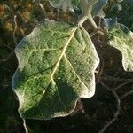 Solanum marginatum leaf picture by Francisco Esparza (cc-by-sa)