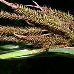 Carex jamesonii habit picture by Nelson Zamora Villalobos (cc-by-nc)