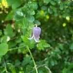 Clematis crispa flower picture by Cecily Mary (cc-by-sa)