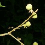 Croton billbergianus fruit picture by Nelson Zamora Villalobos (cc-by-nc)