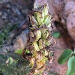 Pedicularis verticillata fruit picture by Diego Alex (cc-by-sa)