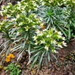 Echium leucophaeum habit picture by Vincenc J (cc-by-sa)