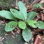 Acrotrema costatum habit picture by Daniel Barthelemy (cc-by-nc)