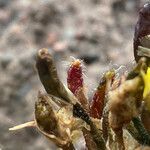 Draba pennell-hazenii fruit picture by Fabien Anthelme (cc-by-sa)