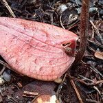 Pachyplectron neocaledonicum leaf picture by Richard Chesher (cc-by-sa)