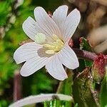 Epilobium stereophyllum flower picture by susan brown (cc-by-sa)