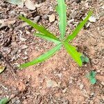 Quercus nigra leaf picture by Quinton Snow (cc-by-sa)