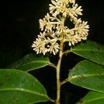 Ardisia standleyana fruit picture by Nelson Zamora Villalobos (cc-by-nc)