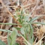 Centaurea calcitrapa fruit picture by Lazo Alfonso (cc-by-sa)