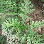 Tanacetum corymbosum leaf picture by Malek Mebarki (cc-by-sa)