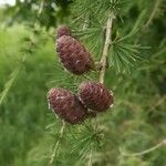 Larix decidua fruit picture by Udo Herkommer (cc-by-sa)