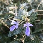 Teucrium fruticans flower picture by sandrine morel (cc-by-sa)