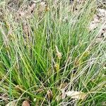 Carex divisa leaf picture by ayala gonzalez (cc-by-sa)