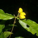 Malpighia glabra flower picture by Nelson Zamora Villalobos (cc-by-nc)