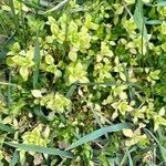 Stellaria neglecta habit picture by Tóthová Lucia (cc-by-sa)