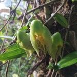 Catasetum macrocarpum flower picture by Sarmento Páscoa (cc-by-sa)