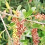 Salix laggeri fruit picture by Bernard Sudan (cc-by-sa)