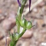 Linaria pelisseriana fruit picture by Emmanuel Cosson (cc-by-sa)