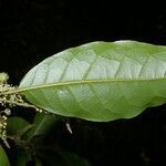 Croton schiedeanus leaf picture by Nelson Zamora Villalobos (cc-by-nc)