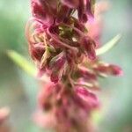 Rumex obtusifolius fruit picture by Enno Huttenga (cc-by-sa)