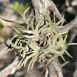 Tillandsia gilliesii habit picture by Trap Hers (cc-by-sa)