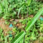 Hemidesmus indicus leaf picture by anilkumar ayyappan (cc-by-sa)