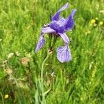 Iris sibirica flower picture by Ivencnik Matej (cc-by-sa)