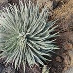 Echium wildpretii leaf picture by ramos celestino (cc-by-sa)