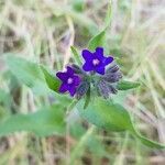 Anchusa officinalis leaf picture by Karsten Hoffmeyer (cc-by-sa)