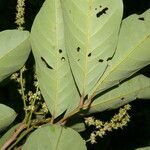 Nephelium lappaceum leaf picture by Nelson Zamora Villalobos (cc-by-nc)