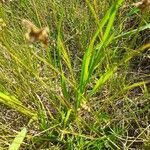 Carex leporina leaf picture by Prieta Javier (cc-by-sa)