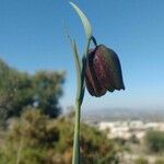 Fritillaria lusitanica flower picture by juanbautistafernandez (cc-by-sa)