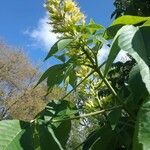 Aesculus glabra flower picture by Herrera Juan (cc-by-sa)