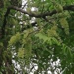 Gleditsia sinensis habit picture by Dieter Albrecht (cc-by-sa)