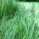 Acorus calamus habit picture by Rahul Gopinath (cc-by-sa)