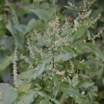 Rumex conglomeratus habit picture by Ugoline Jacquot (cc-by-sa)