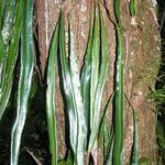 Elaphoglossum herminieri leaf picture by Renato Lima (cc-by-nc-sa)