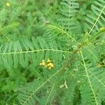 Sesbania sesban leaf picture by Ankit Pathak (cc-by-sa)